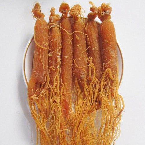 Ginseng kökü