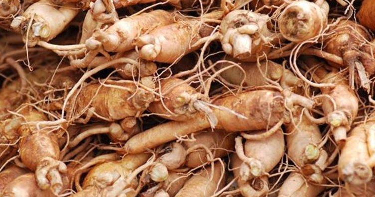 Ginseng - Pharmatonun Faydaları