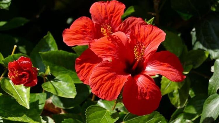 Hibiskus Çayı ve Faydaları