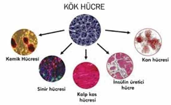 Kök hücre nasıl elde edilir?
