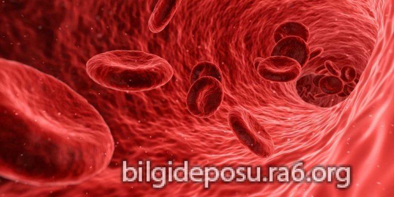 - Bilgideposu