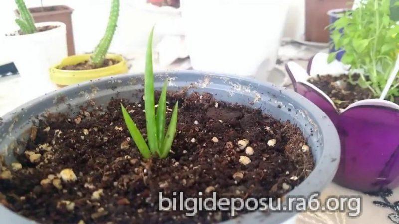- Bilgideposu