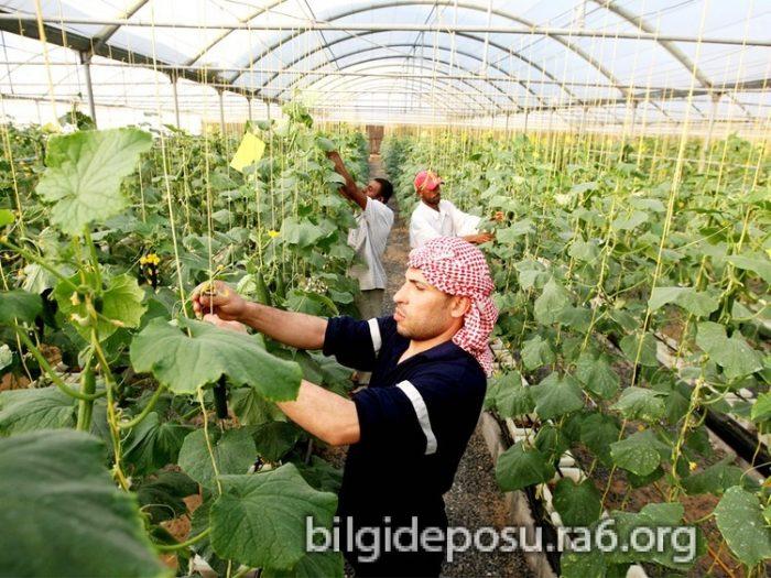 - Bilgideposu Topraksız tarım salatalık ve domates serasında işçiler