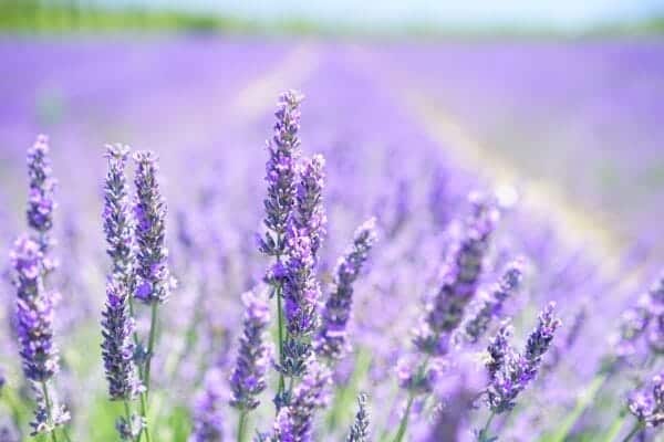 the best essential oils for teething