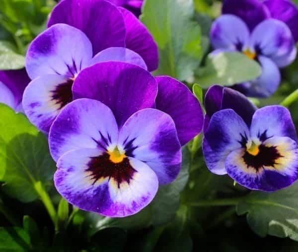 middle names for violet