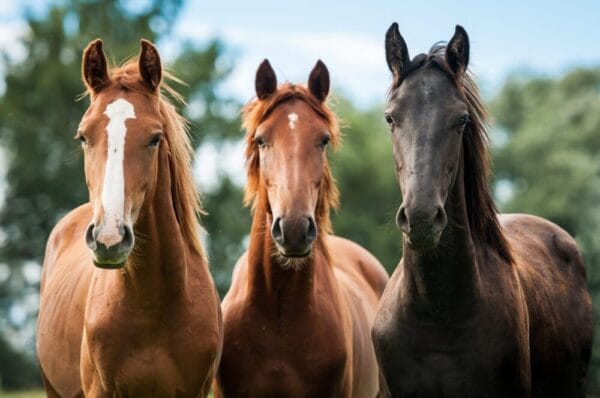 Horse insurance