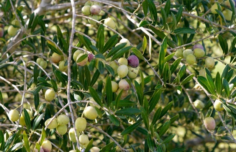 Zeytin agaci zeytinin insan sagligina faydalari - Bilgideposu