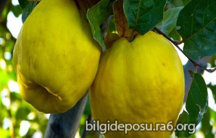ayva kalbe iyi gelir ayvanin faydalari - Bilgideposu