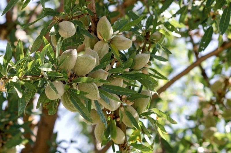 Badem Ağacı - Bademin Sağlığa Faydaları