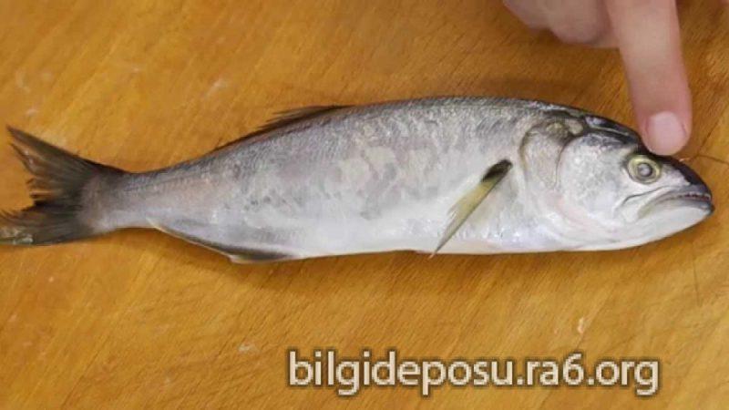 baligin tazeligi nasil anlasilir - Bilgideposu