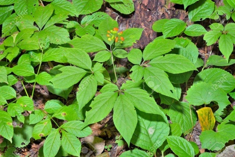 Ginseng Nedir? Ginsengin Faydaları Nelerdir?