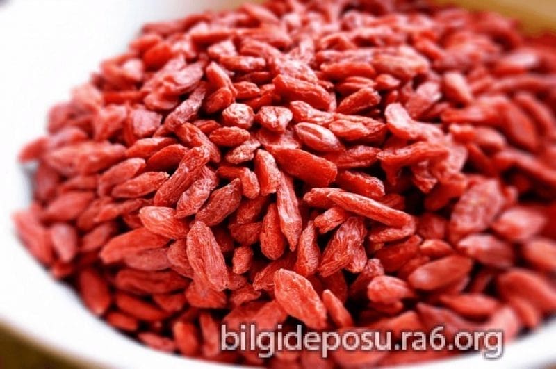 goji berry faydalari - Bilgideposu