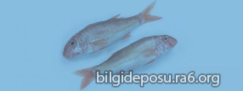 hamsinin bayat oldugu nasil anlasilir - Bilgideposu