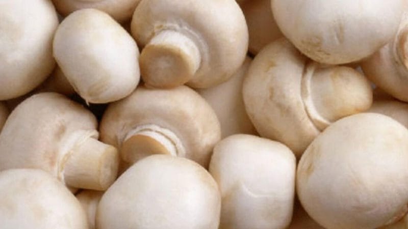 Kültür mantarı nasıl yetiştirilir?