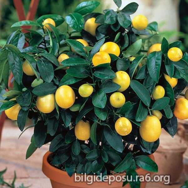 Limon yemenin faydaları