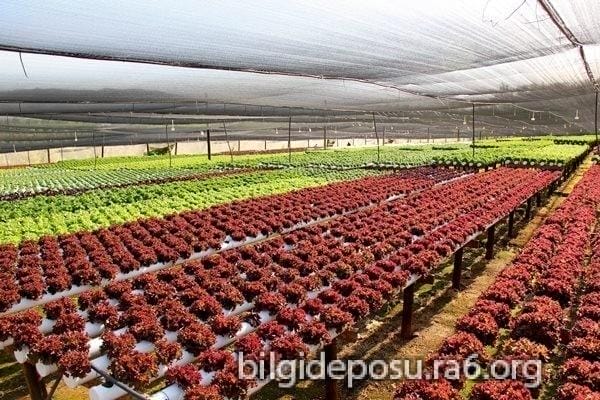 topraksiz tarim cilek serasi marul serasi - Bilgideposu