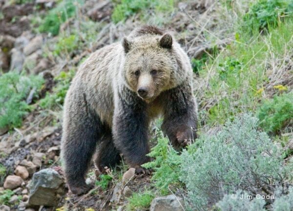 Bears in Yellowstone - The Best Campgrounds in Yellowstone