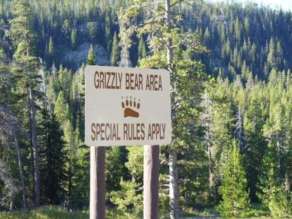 Grizzly bear area - The Best Campgrounds in Yellowstone