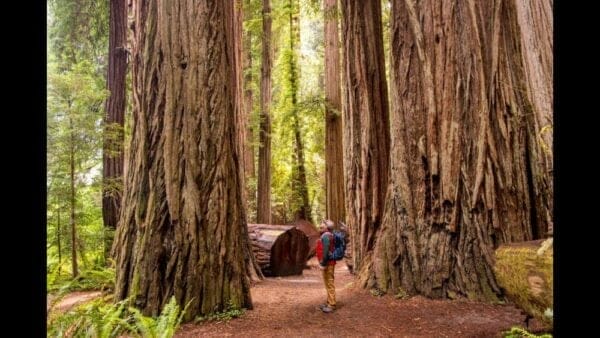 Jedediah Smith Campground - California Campgrounds